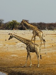 Two adult southern giraffes, also known as two-horned giraffes, photographed in Etosha National Park in Namibia. Giraffa giraffa. 