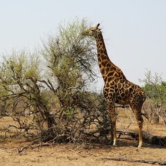 Close-up of a single adult southern giraffe, also known as a two-horned giraffe, roaming the African savannah in the national park. Taken on a safari tour. Giraffa giraffa. 