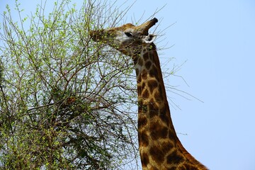 Close-up of a single adult southern giraffe, also known as a two-horned giraffe, eating leaves from a tree in the African savannah in the national park. Giraffa giraffa.  © Thomas