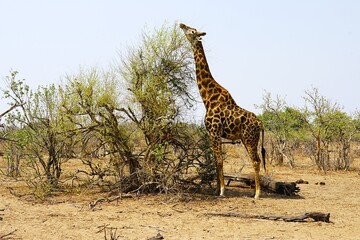 Obraz premium Close-up of a single adult southern giraffe, also known as a two-horned giraffe, eating leaves from a tree in the African savannah in the national park. Giraffa giraffa. 