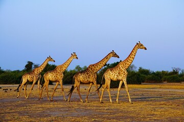 A group of adult southern giraffes, also known as two-horned giraffes, crossing the arid savannah of Chobe National Park in Botswana. Giraffa giraffa.  © Thomas