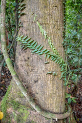 The dense jungle of Danum Valley in Borneo, Malaysia.