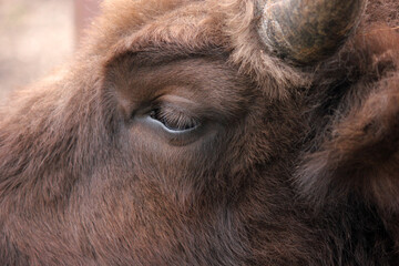 Bison's gaze. Abstract background of wildlife. Wild animals. Mammals. Brown background. Close-up of...