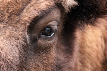 Bison's gaze. Abstract background of wildlife. Wild animals. Mammals. Brown background. Close-up of...