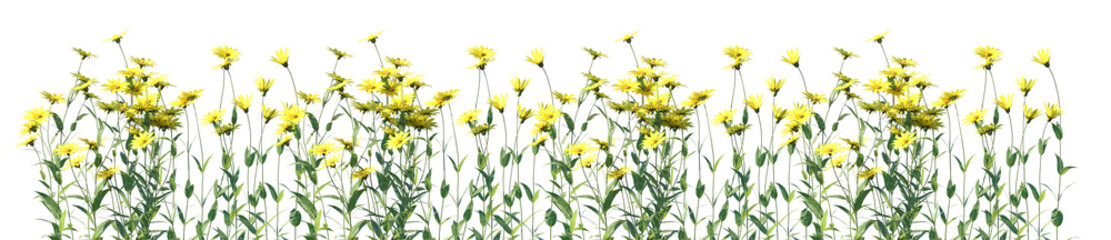 Set of Helianthus microcephalus (or small-headed sunflower) flowering frontal isolated png on a transparent background perfectly cutout high resolution