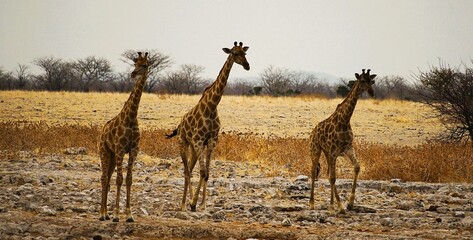 Three adult southern giraffes, also known as two-horned giraffes, approach a waterhole to drink in Etosha National Park in Namibia. Giraffa giraffa. 