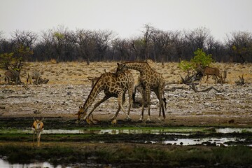 Close-up of adult southern giraffes, also known as two-horned giraffes, drinking at a waterhole in an African national park. Giraffa giraffa.  © Thomas