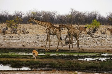Close-up of adult southern giraffes, also known as two-horned giraffes, drinking at a waterhole in an African national park. Giraffa giraffa.  © Thomas