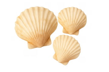 Three natural scallop shells arranging on transparent background representing mollusk collection