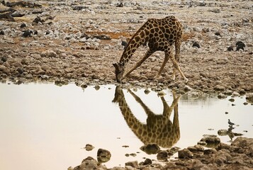 Close-up of a single adult southern giraffe, also known as a two-horned giraffe, drinking at a waterhole in an African national park. Giraffa giraffa.  © Thomas