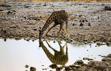 Close-up of a single adult southern giraffe, also known as a two-horned giraffe, drinking at a waterhole in an African national park. Giraffa giraffa.  © Thomas