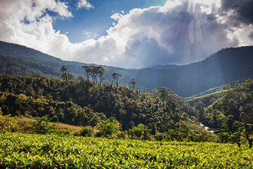 Obraz premium tea plantation landscape in the highlands of Sri Lanka