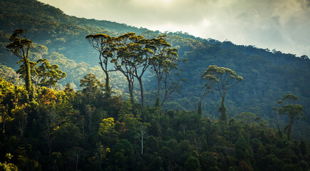 Obraz premium tea plantation landscape in the highlands of Sri Lanka