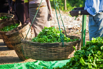 Fresh tea leaves are collected in baskets for further processing