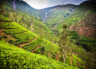 tea plantation landscape in the highlands of Sri Lanka