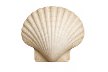 Scallop shell showing a pale ribbed surface. Marine bivalve mollusk symbolism for travel, summer, beach, and tropical vacations