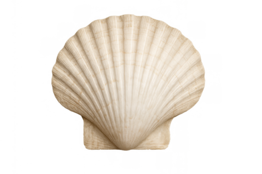 Scallop shell showing a pale ribbed surface. Marine bivalve mollusk symbolism for travel, summer, beach, and tropical vacations