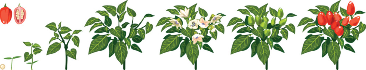 Life cycle of ornamental pepper (Capsicum annuum) plant development from seed and sprout to fruiting plant with ripe red fruits. Growth stages of pepper plant isolated on white background	
