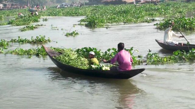 Rural Bangladeshi farmers transporting cut grass and green fodder on a traditional wooden boat through a river filled with water hyacinths.