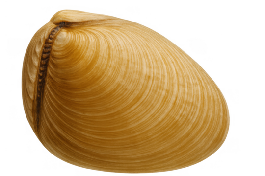 Clam shell, closeup of a bivalve mollusk on transparent background, showcasing ocean marine life seafood concept