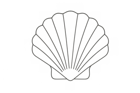 Seashell outline generating shadow on transparent background, minimal shell symbol for aquatic and marine concepts