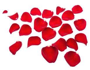 Fototapeta premium Isolated, radiant red rose petals scattered against a stark black background