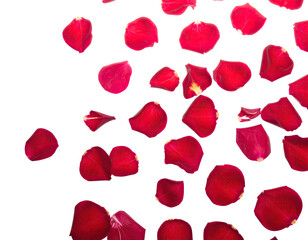 Overhead shot of numerous vibrant red rose petals scattered against a solid black background
