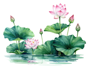 Watercolor illustration of pink lotuses, buds, and lily pads in calm water