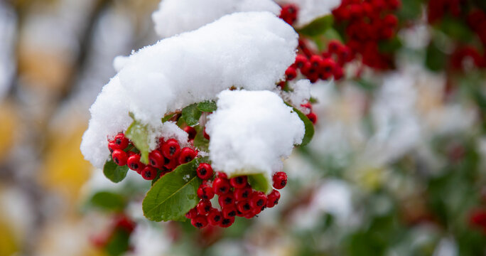 berries in snow