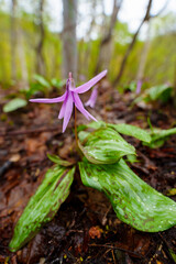 250506津南町見倉かたくりの花