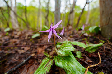 250506津南町見倉かたくりの花