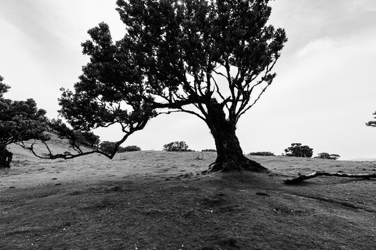 Windswept Sentinel