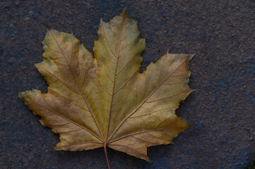 Maple Leaf on Rusty Metal Texture
