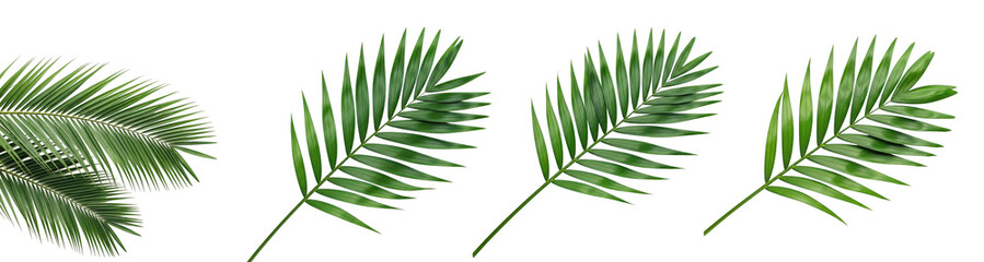 Tropical Palm Leaves PNG Collection in Oil Painting Effect – Isolated on White