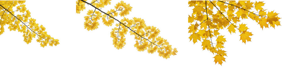 Yellow Maple Leaves on Branch PNG Pack in Oil Paint Effect – Isolated on white background