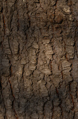 Tree Bark Close-Up with Detailed Texture