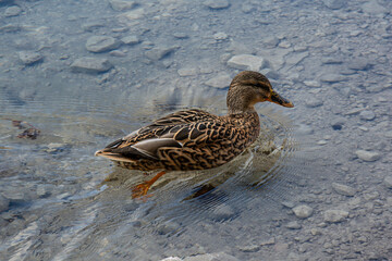 ato Selvagem em Lago de &Aacute;guas Cristalinas na Regi&atilde;o de F&uuml;ssen, Alemanha