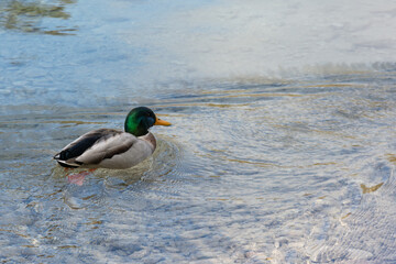 ato Selvagem em Lago de &Aacute;guas Cristalinas na Regi&atilde;o de F&uuml;ssen, Alemanha