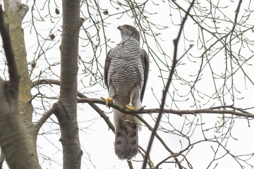 Northern goshawk (Accipiter gentiles)