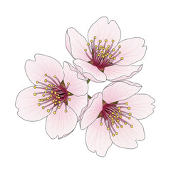 Three delicate cherry blossom (sakura) flowers with translucent light pink petals, deep pink centers, and yellow-tipped stamens, against a transparent background with ample copy space, minimalist