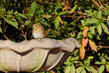 Veery, small light brown and white bird at birdbath. 