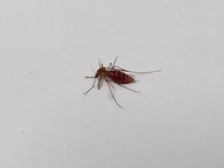 Close-up of a mosquito on a white background. The mosquito's abdomen is engorged with blood