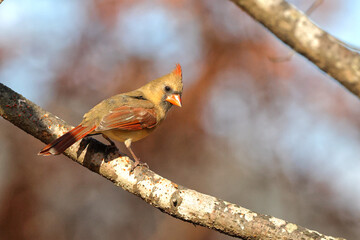Female northern cardinal perched on limb against blurry background. 