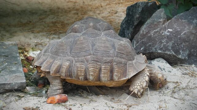 Slow Motion. Large tortoise at the zoo