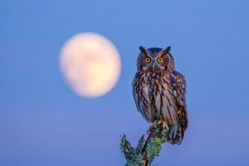 Tawny Owl Perched on Branch with Full Moon Background