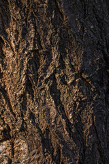 Detailed Tree Bark Texture Close-Up