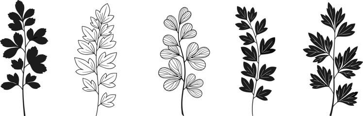 Five black and white botanical illustrations of plant stems with leaves leaf
