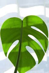Muster der Zimmerpflanze Fensterblatt - Monstera