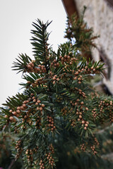 A vivid close-up of a yew berry surrounded by green needles, highlighting the plant’s natural...