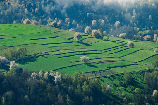 Aerial view of vibrant green fields cascading down the hillside, dotted with blooming trees against a backdrop of misty forests, Hrinova, Banska Bystrica Region, Slovakia.